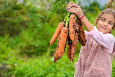 Çocuk bir havuç hasadı tutuyor. Seçici odaklanma. Yiyecek..