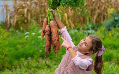 Çocuk bir havuç hasadı tutuyor. Seçici odaklanma. Yiyecek..