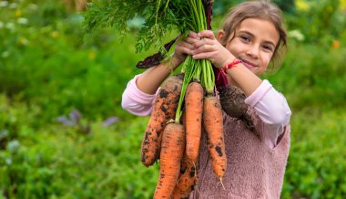 Çocuk bir havuç hasadı tutuyor. Seçici odaklanma. Yiyecek..