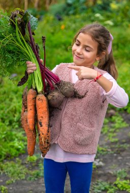 Çocuk elinde havuç ve pancar hasadı tutuyor. Seçici odaklanma. Yiyecek..