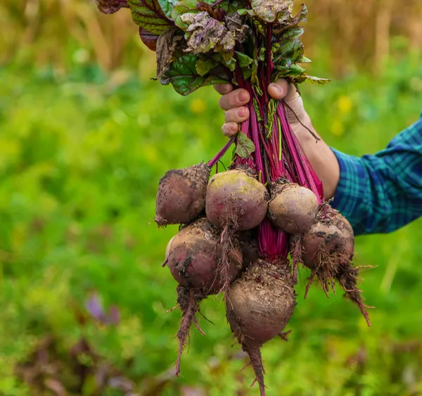 Fazendeiro Tem Uma Colheita Beterraba Nas Mãos Foco Seletivo Alimentos — Fotografia de Stock
