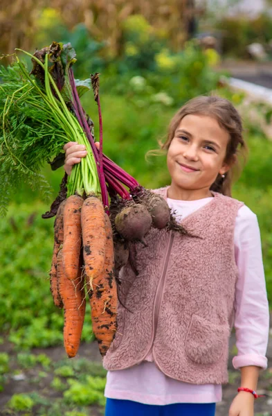 Çocuk elinde havuç ve pancar hasadı tutuyor. Seçici odaklanma. Yiyecek..