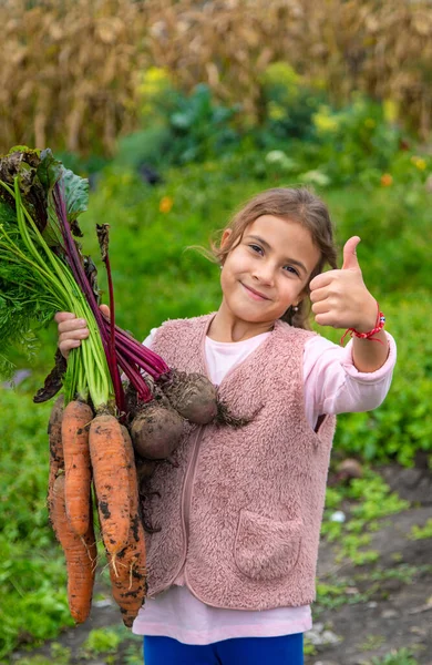 Çocuk elinde havuç ve pancar hasadı tutuyor. Seçici odaklanma. Yiyecek..