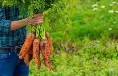 Çiftçi bir adam elinde havuç hasadı tutuyor. Seçici odaklanma. Yiyecek..