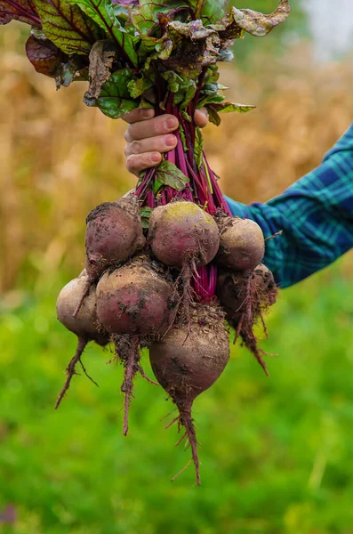 Fazendeiro Tem Uma Colheita Beterraba Nas Mãos Foco Seletivo Alimentos — Fotografia de Stock