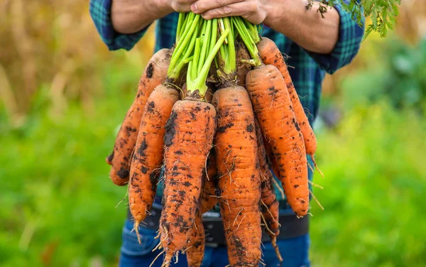 Seorang Petani Memegang Hasil Panen Wortel Tangannya Fokus Selektif Makanan — Stok Foto