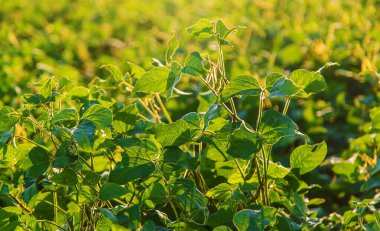 Soya fasulyesi tarlada yetişir. Seçici odaklanma. Doğa.