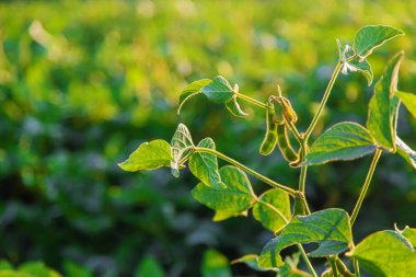 Soya fasulyesi tarlada yetişir. Seçici odaklanma. Doğa.