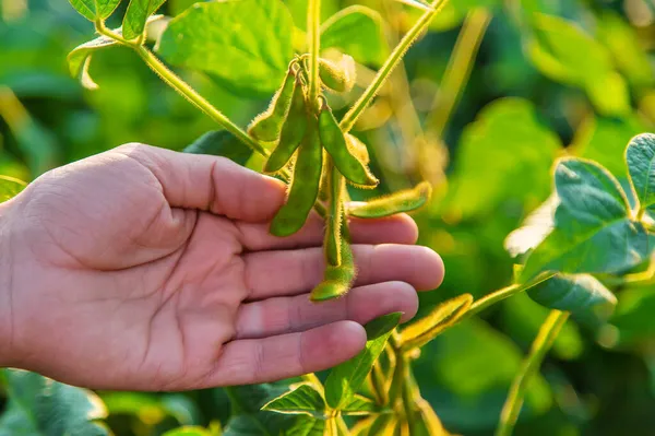 Erkek Bir Çiftçinin Tarlasında Soya Seçici Odaklanma Doğa — Stok fotoğraf