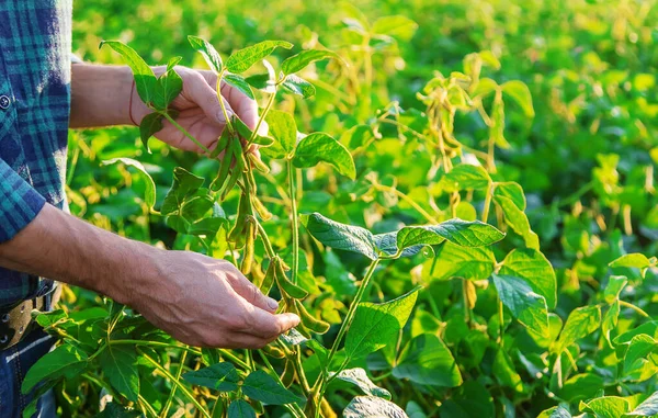 Erkek Bir Çiftçinin Tarlasında Soya Seçici Odaklanma Doğa — Stok fotoğraf