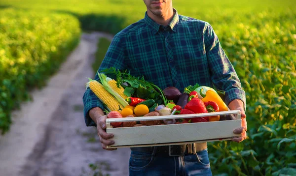 Çiftçi Bir Adam Elinde Sebze Tutuyor Seçici Odaklanma Yiyecek — Stok fotoğraf