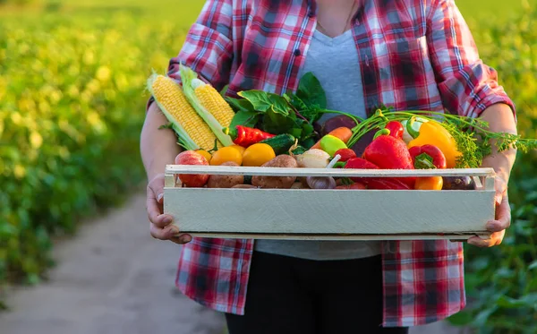 Bir Kadın Çiftçi Elinde Sebze Tutuyor Seçici Odaklanma Yiyecek — Stok fotoğraf