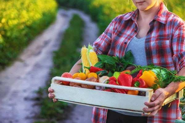 Жінка Фермер Тримає Овочі Руках Вибірковий Фокус Їжа — стокове фото