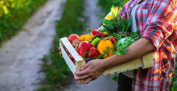 Жінка Фермер Тримає Овочі Руках Вибірковий Фокус Їжа — стокове фото