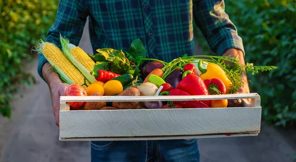 Ein Mann Hält Gemüse Der Hand Selektiver Fokus Lebensmittel — Stockfoto