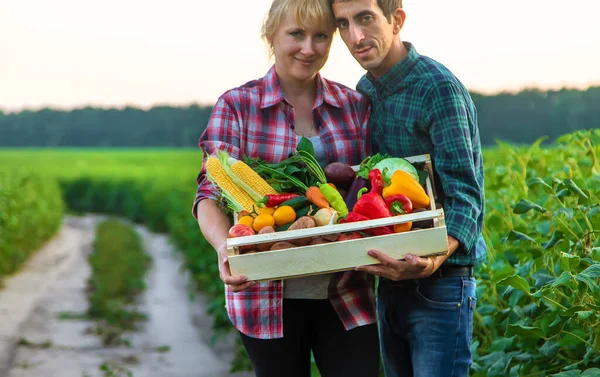 Kvinna Och Manlig Bonde Håller Grönsaker Sina Händer Selektivt Fokus — Stockfoto