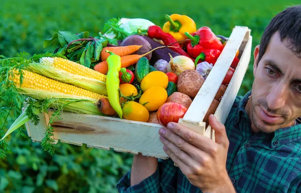 Çiftçi Bir Adam Elinde Sebze Tutuyor Seçici Odaklanma Yiyecek — Stok fotoğraf