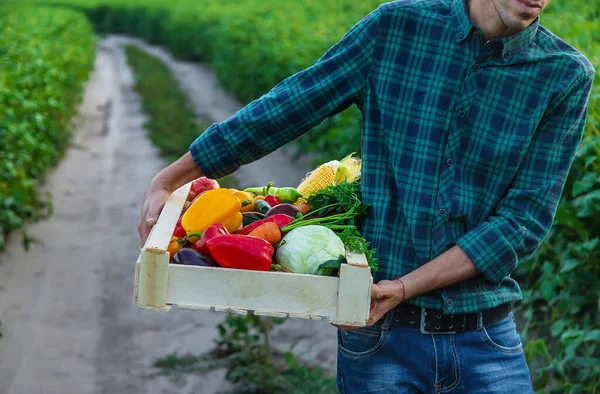 Чоловік Фермер Тримає Руках Овочі Вибірковий Фокус Їжа — стокове фото