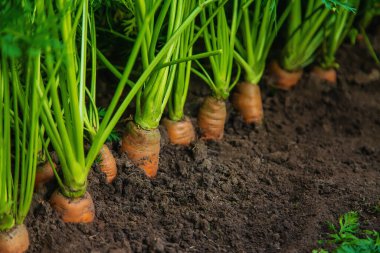 Havuçlar bahçede yetişir. Seçici odaklanma. Doğa.