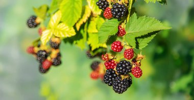 Böğürtlenler bahçede yetişir. Seçici odaklanma. Yiyecek..