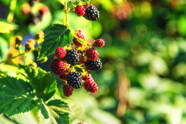 Böğürtlenler bahçede yetişir. Seçici odaklanma. Yiyecek..