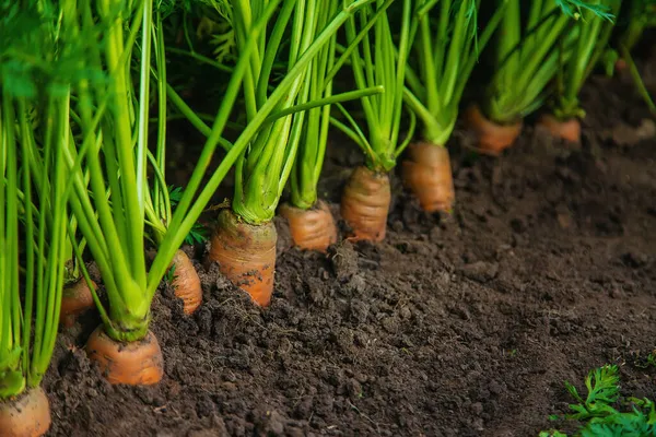 Havuçlar bahçede yetişir. Seçici odaklanma. Doğa.