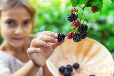 Çocuk bahçede böğürtlen topluyor. Seçici odaklanma. Yiyecek..