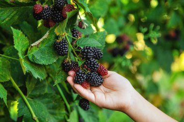 Çocuk bahçede böğürtlen topluyor. Seçici odaklanma. Yiyecek..