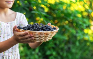 Çocuk bahçede böğürtlen topluyor. Seçici odaklanma. Yiyecek..