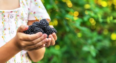 Çocuk bahçede böğürtlen topluyor. Seçici odaklanma. Yiyecek..