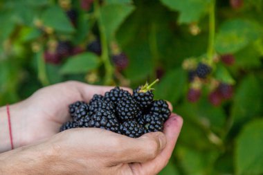 Bir adam bahçede böğürtlen topluyor. Seçici odaklanma. Yiyecek..