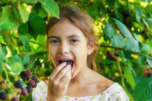 Das Kind Erntet Garten Brombeeren Selektiver Fokus Lebensmittel — Stockfoto