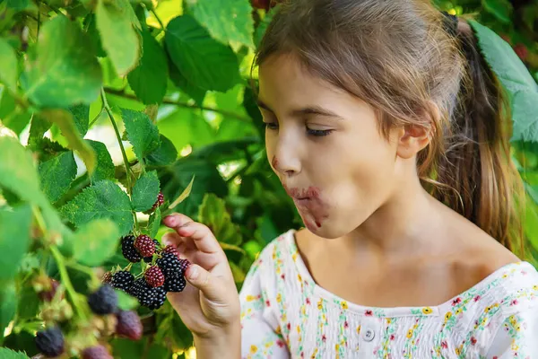 Criança Está Colhendo Amoras Jardim Foco Seletivo Alimentos — Fotografia de Stock