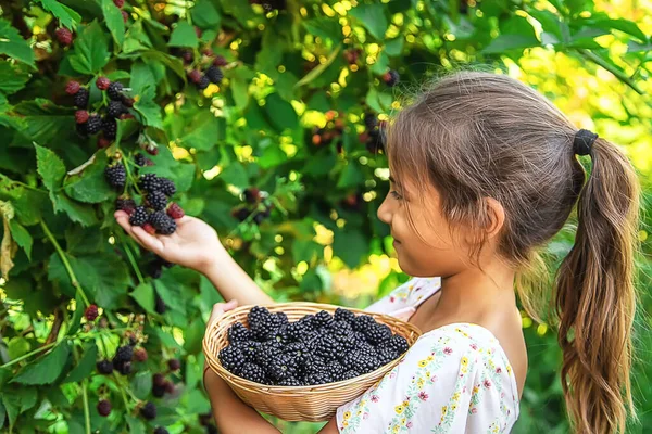 Anak Itu Memanen Blackberry Kebun Fokus Selektif Makanan — Stok Foto