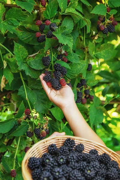 Niño Está Cosechando Moras Jardín Enfoque Selectivo Comida —  Fotos de Stock