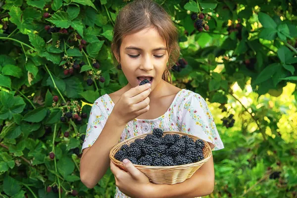 Het Kind Oogst Bramen Tuin Selectieve Focus Voedsel — Stockfoto
