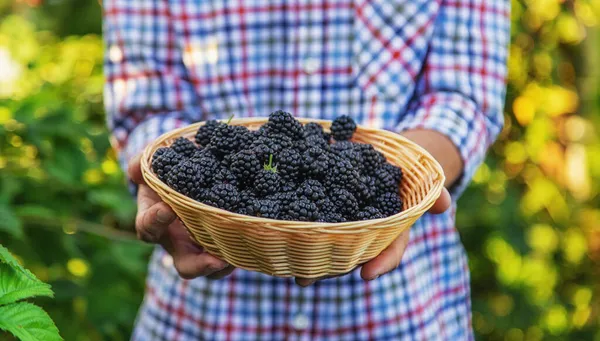 Een Man Oogst Bramen Tuin Selectieve Focus Voedsel — Stockfoto