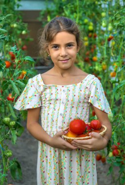 Çocuk domates topluyor. Seçici odaklanma. Çocuk.