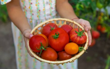 Çocuk domates topluyor. Seçici odaklanma. Çocuk.