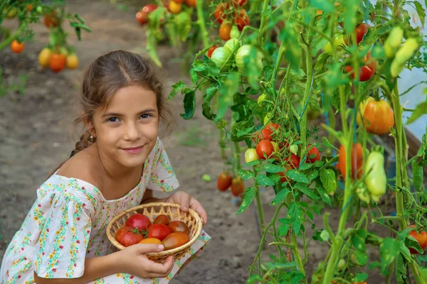 Criança Está Colhendo Tomates Foco Seletivo Miúdo — Fotografia de Stock
