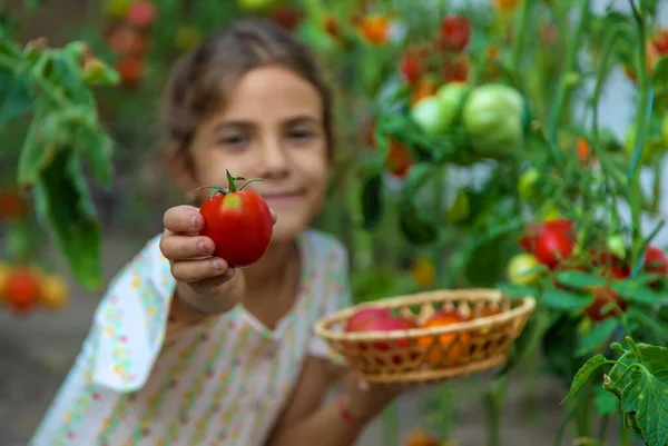 Çocuk Domates Topluyor Seçici Odaklanma Çocuk — Stok fotoğraf