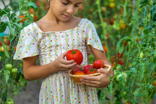 Enfant Récolte Des Tomates Concentration Sélective Enfant — Photo
