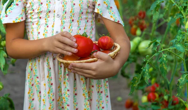 Criança Está Colhendo Tomates Foco Seletivo Miúdo — Fotografia de Stock