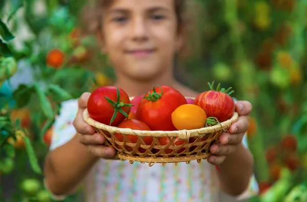 Het Kind Oogst Tomaten Selectieve Focus Jongen — Stockfoto
