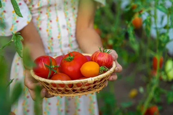 Het Kind Oogst Tomaten Selectieve Focus Jongen — Stockfoto