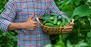Bir adam elinde salatalık hasadı tutuyor. Seçici odaklanma. Çocuk.