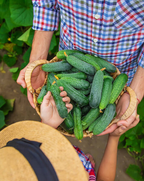 The child and father are holding cucumbers in their hands. Selective focus. Kid.