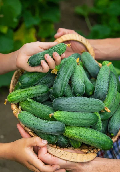 Gyerek Apa Uborkát Tart Kezükben Szelektív Fókusz Kölyök — Stock Fotó