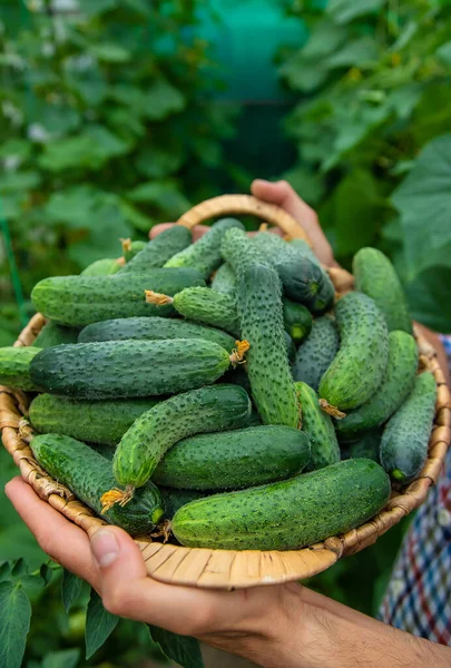 Ein Mann Hält Eine Gurkenernte Den Händen Selektiver Fokus Kind — Stockfoto