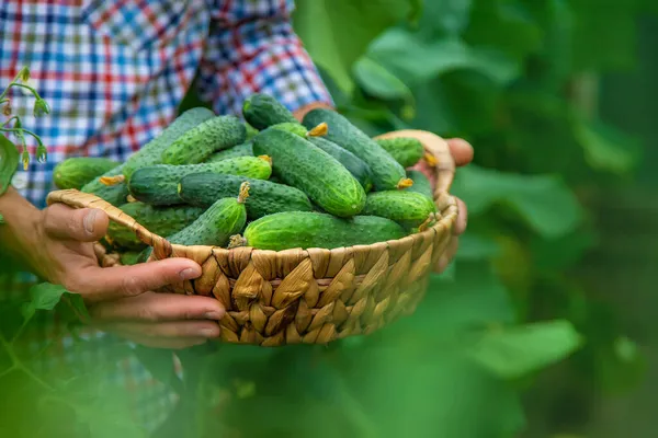 Een Man Houdt Een Oogst Komkommers Zijn Handen Selectieve Focus — Stockfoto
